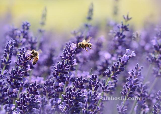 夢見蜜蜂-被蜜蜂-蜜蜂蟄-很多蜜蜂-被蜜蜂蟄