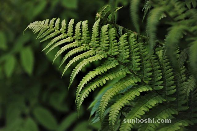 夢見買東西-去買東西-自己買東西-超市買東西-女人買東西