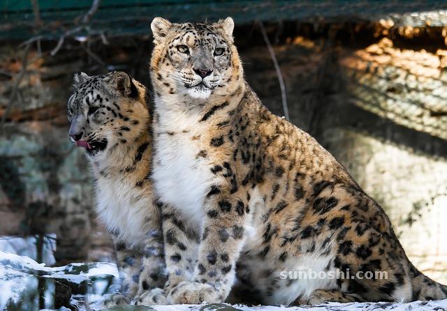 夢見豹子-豹子咬我-被豹子追-老虎豹子-兩只豹子