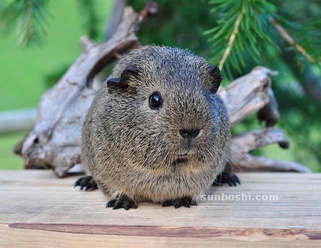 夢(mèng)見黑豬-一頭黑豬-女人黑豬-很多黑豬-兩頭黑豬