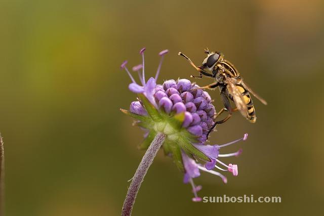 夢(mèng)見蒼蠅-很多蒼蠅-打蒼蠅-蒼蠅蚊子-一堆蒼蠅