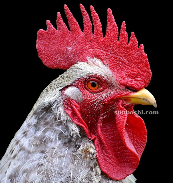 夢見梳頭-別人給我梳頭-梳頭掉頭發-自己梳頭-別人給自己梳頭