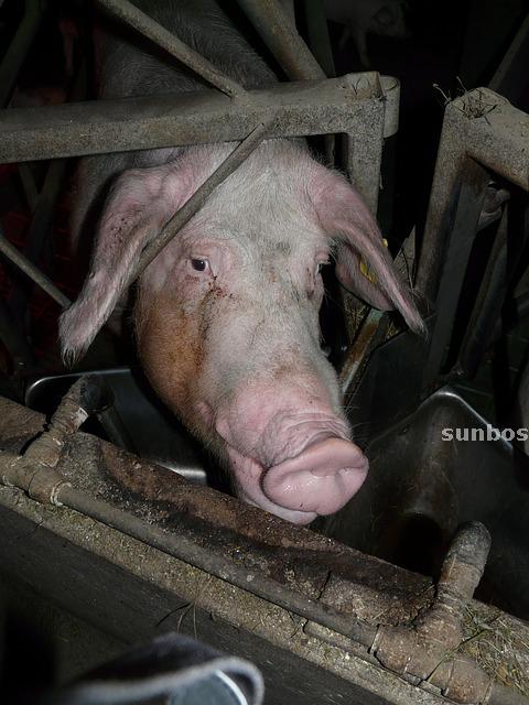 夢見大肥豬-一頭大肥豬-兩頭大肥豬-殺大肥豬-很多大肥豬