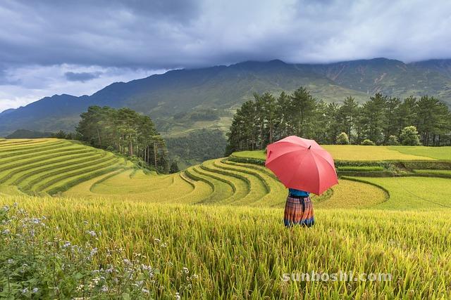 夢見稻谷-很多稻谷-稻谷熟-種稻谷-稻谷小說
