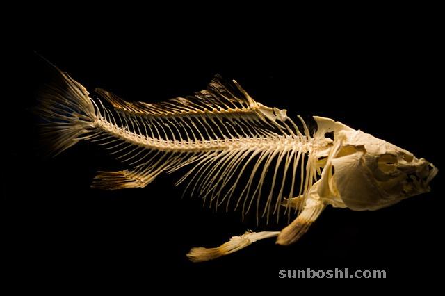 夢境解析夢見好多死魚-夢見河里好多死魚-夢見河里有好多死魚-夢見河邊好多死魚