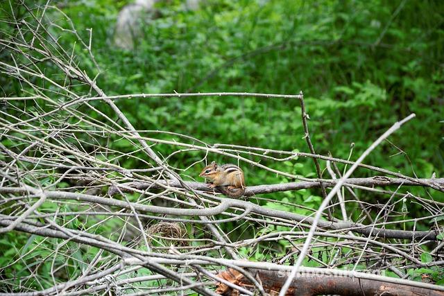 夢見躲藏-自己到處躲藏-被追殺逃跑躲藏-到處躲藏-逃跑躲藏