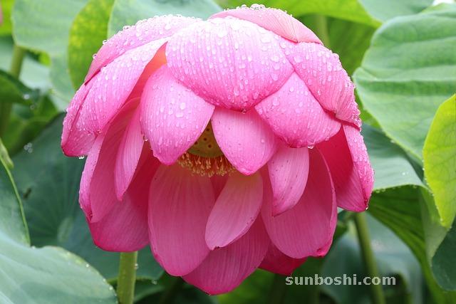 夢見被雨淋濕-自己被雨淋濕-衣服被雨淋濕-被雨淋濕全身-被子被雨淋濕