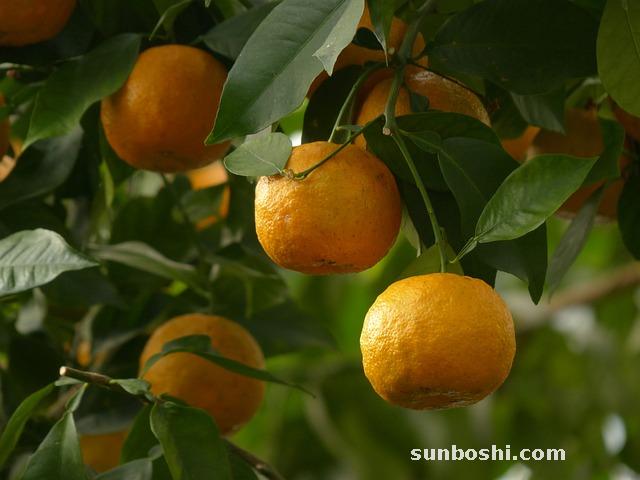 陳皮的功效與作用-陳皮茶-陳皮泡水-陳皮水