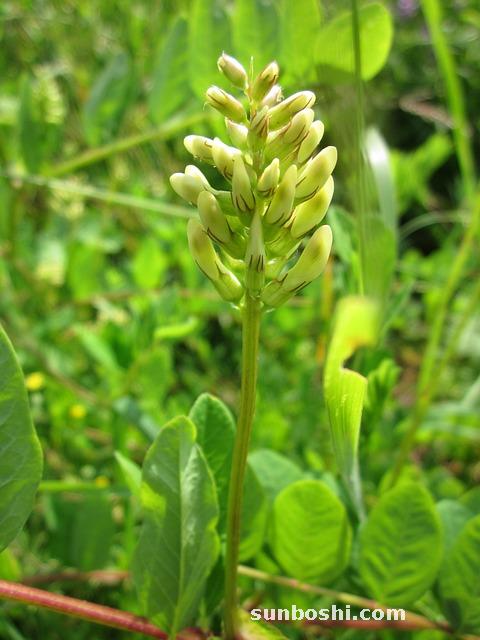 黃芪的功效作用與主治-黃芪泡水喝-黃芪精口服液-生黃芪