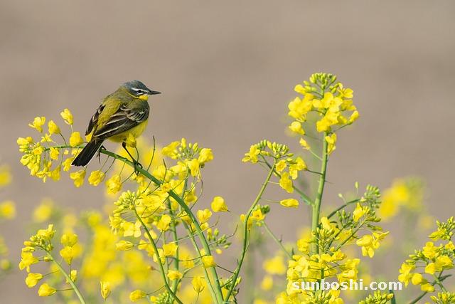 甲鈷胺片的功效與作用-甲鈷胺片和-甲鈷胺片彌可保-甲鈷胺片-屯昌甲鈷胺片