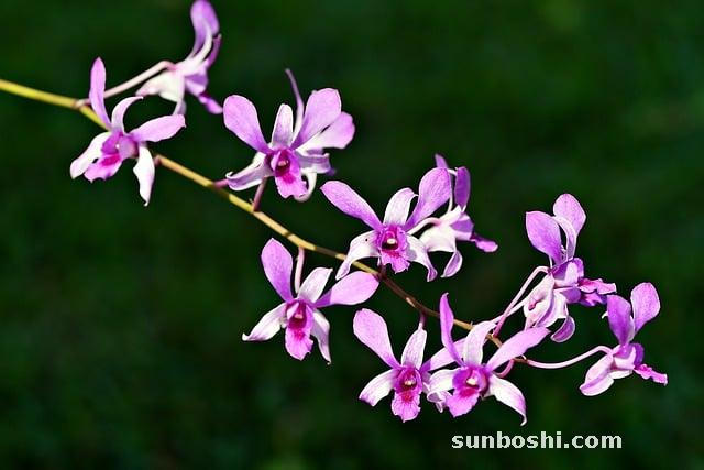 石斛的功效與作用-鐵皮石斛-鐵皮石斛適合人-石斛適合人-石斛