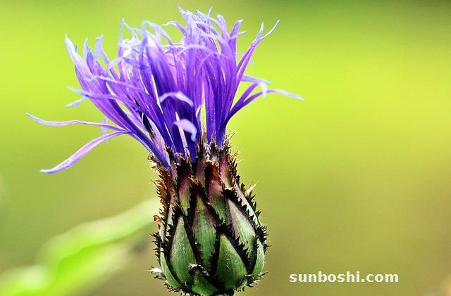 炒山藥的功效與作用及禁忌-麩炒山藥的功效與作用及禁忌-炒山藥和的功效與作用