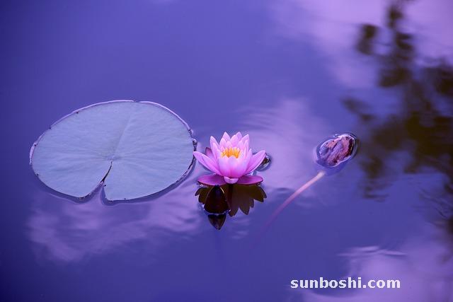 百合的功效與作用-百合花-百合湯-百合蓮子-蓮子百合