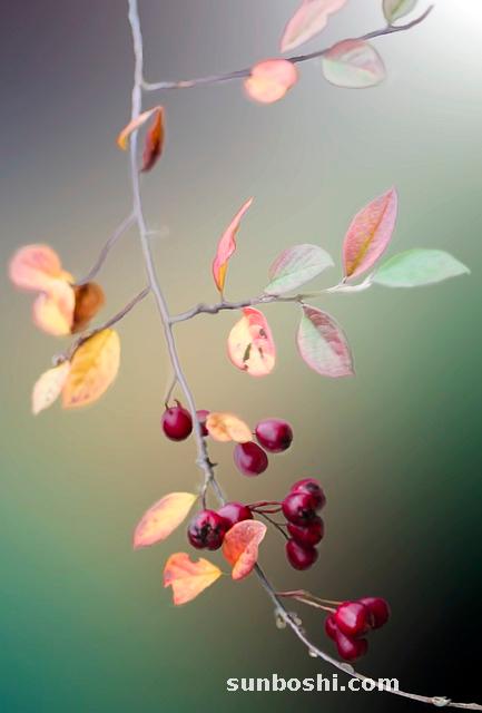 山楂的功效與作用-山楂干泡水-山楂泡水喝-山楂片-山楂水