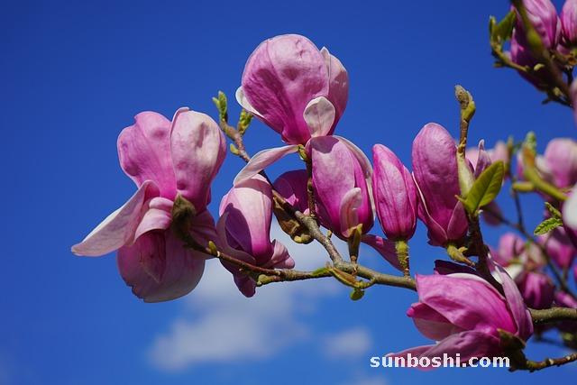 靈芝的功效與作用吃法大全集