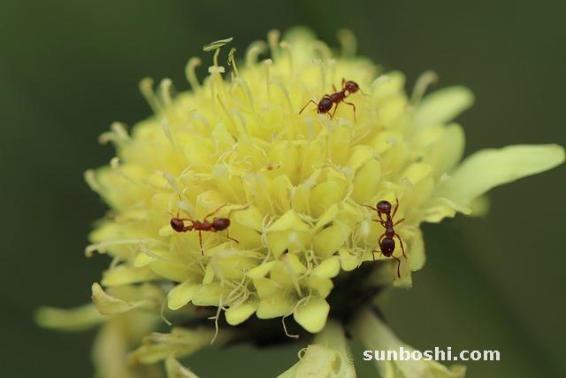 頭孢克肟片的作用與功效-頭孢克肟片負