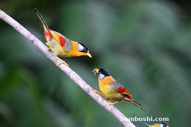 銀耳雪梨紅棗湯的功效與作用