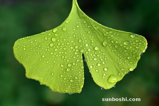 銀杏葉子的功效與作用-銀杏葉子片功效與作用