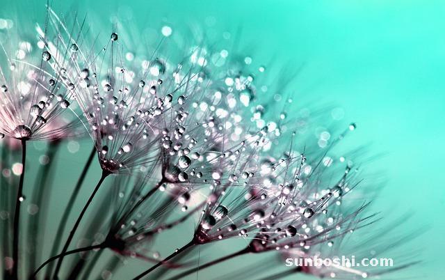 蒲公英的功效與作用-蒲公英茶-蒲公英根