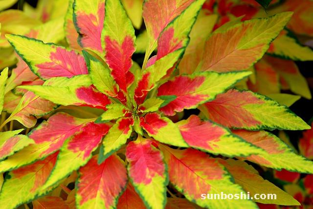 莧菜的功效與作用-紅莧菜-莧菜圖片-野莧菜-刺莧菜-莧菜根-馬莧菜