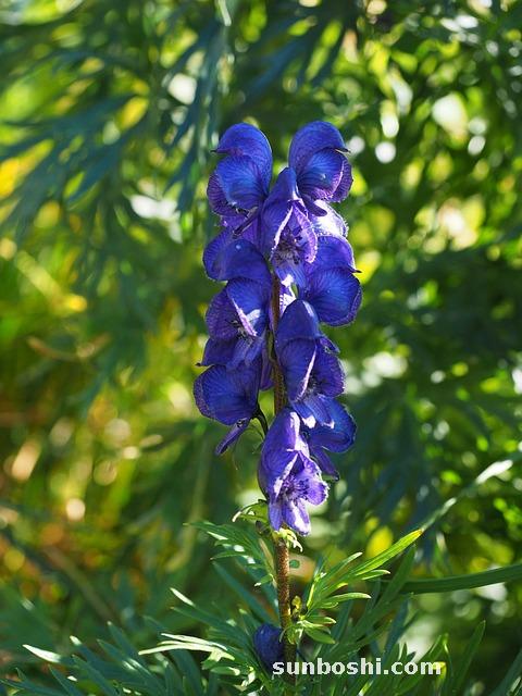藍芩口服液的功效與作用-藍芩口服液兒童-藍芩口服液劑量