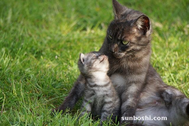 夢見媽哭了-夢見爸媽哭了-夢見媽媽哭的很傷心