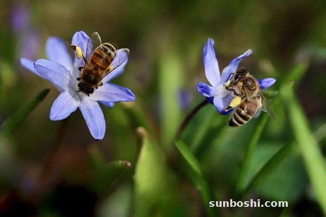 赤芍的功效與作用-赤芍藥-赤芍白芍-中藥赤芍