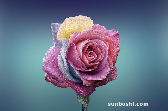 玫瑰花泡水喝的功效與作用-干玫瑰花泡水喝