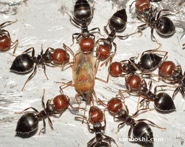 黃芩的功效與作用-黃芩點-黃芩片-中藥黃芩-黃芩中藥