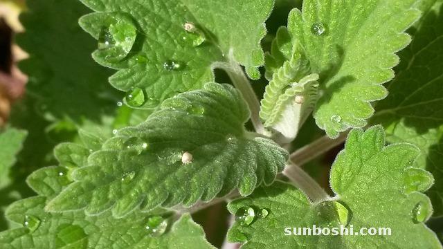 荊芥的功效與作用-荊芥穗-荊芥防風-中藥荊芥