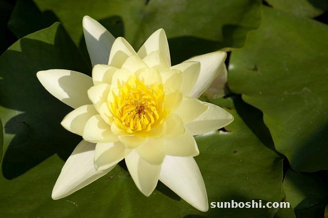 桑黃的功效與作用的功能與主治-桑黃靈芝-桑黃菌-野生桑黃