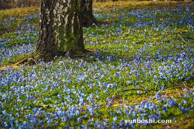 蔥白生姜水的功效與作用-小蔥白生姜水