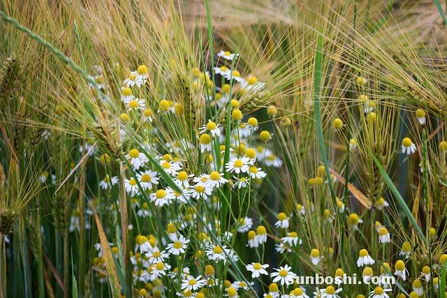 大麥茶的作用與功效-大麥茶和-炒大麥茶-日本大麥茶