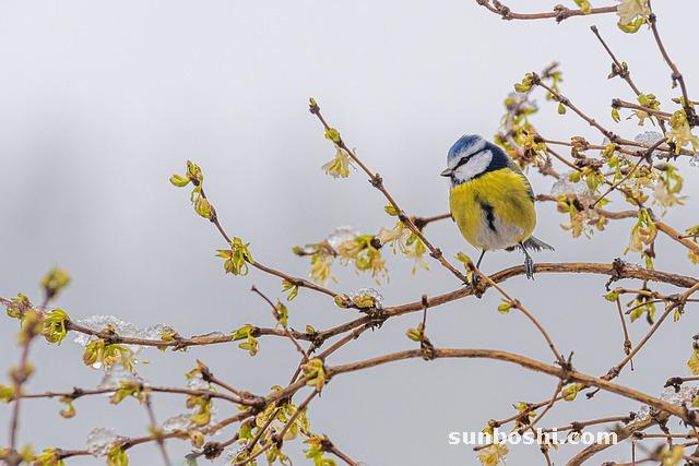 連翹的功效與作用-中藥連翹-連翹花-連翹茶
