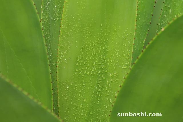 92蘆薈膠的功效與作用