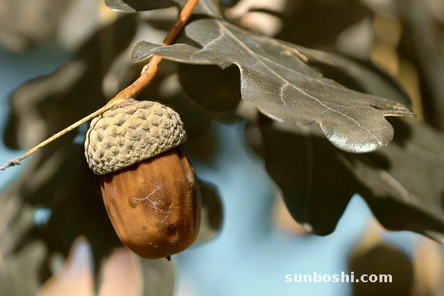 艾葉洗澡的功效與作用及禁忌-產(chǎn)婦艾葉洗澡的功效與作用-艾葉洗澡功效與作用兒童