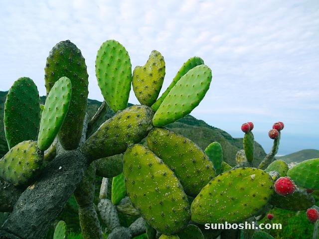 刺梨的功效與作用-刺梨子-刺梨果-干刺梨-刺梨干