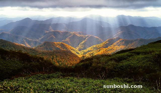 三七的功效與作用-三七-三七花-三七片-三七葉