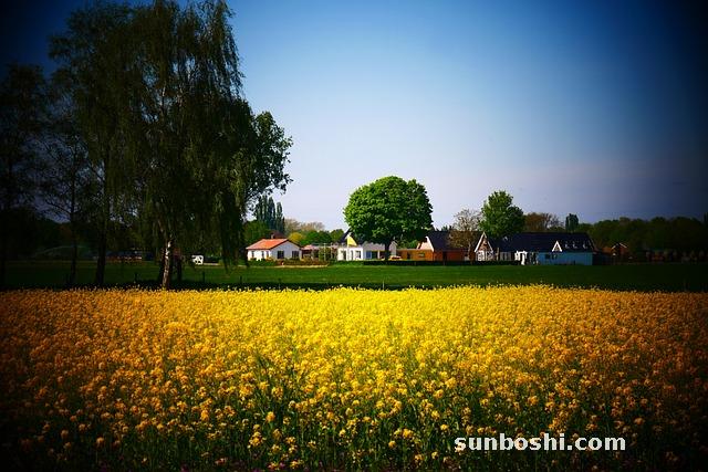 金錢草的功效與作用-金錢草食用方法-金錢草顆粒-廣金錢草