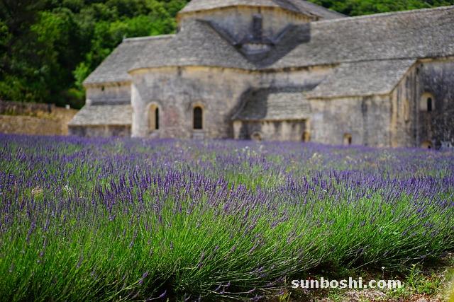 厚樸的功效與作用-姜厚樸-中藥厚樸-厚樸花