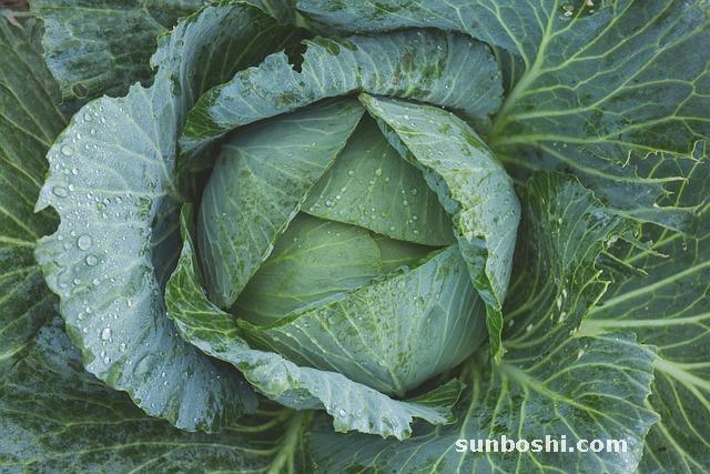 羽衣甘藍的功效與作用-機羽衣甘藍-羽衣甘藍粉末-羽衣甘藍緬甸-羽衣甘藍沙拉