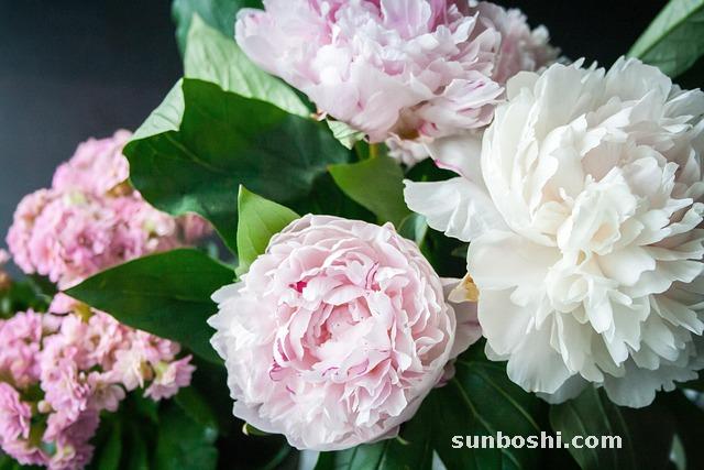 牡丹皮的功效與作用-中藥牡丹皮-炒牡丹皮-牡丹皮炭