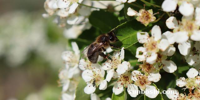 枸櫞酸西地那非片的功效與作用