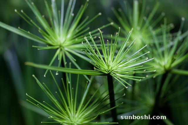 香附的功效與作用-香附子-醋香附-制香附