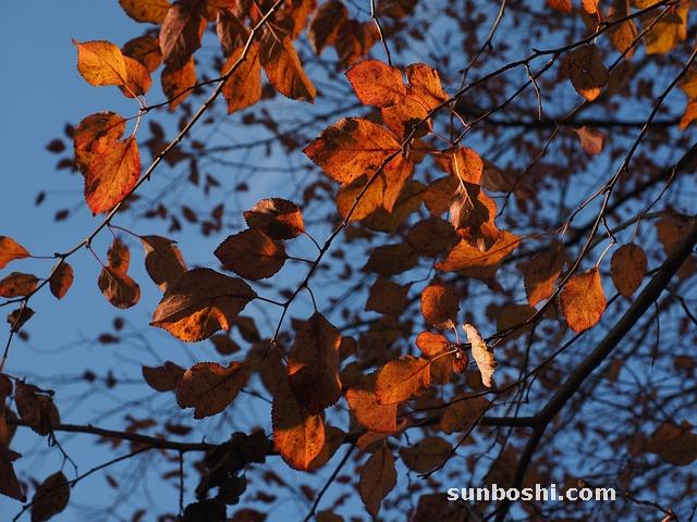 達克寧軟膏的作用與功效