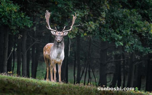 鹿角茸的功效與作用點