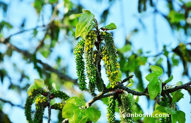 仙鶴草的功效與作用-中藥仙鶴草-仙鶴草食用方法