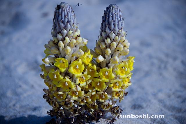 肉蓯蓉對女人的功效與作用