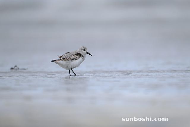 舒根健腰丸功效與作用