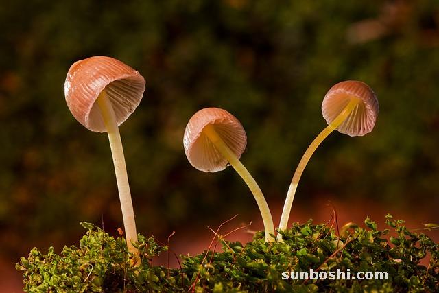 番瀉葉的功效與作用-番瀉葉顆粒-番瀉葉泡水喝-番瀉葉食用方法